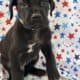 Purebred Great Dane Puppies – born May 30, 2025