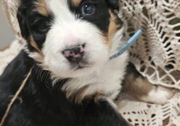 Bernese Mountain Dog puppies