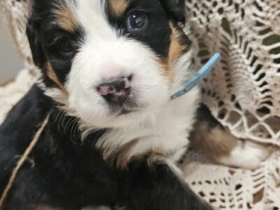 Bernese Mountain Dog puppies