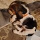 Litter of 8 basset hounds