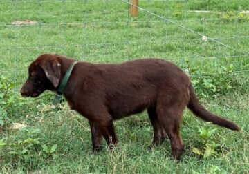 Chocolate Lab Puppy