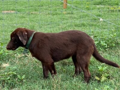 Chocolate Lab Puppy