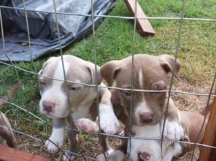 Staffordshire Bull Terrier Puppies for Sale