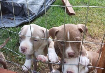 Staffordshire Bull Terrier Puppies for Sale