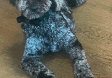 Female Aussiedoodle