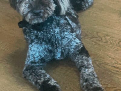 Female Aussiedoodle