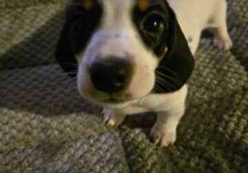 Miniature dashund