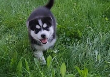 Siberian Husky Puppy