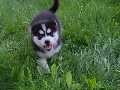 Siberian Husky Puppy