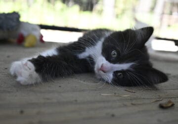 Ragamuffin Kitten BLACK & WHITE FEMALE