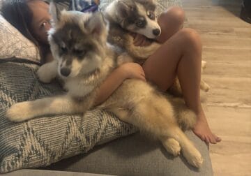 Wooly Siberian Husky puppies