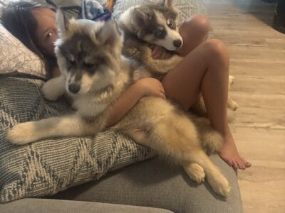 Wooly Siberian Husky puppies