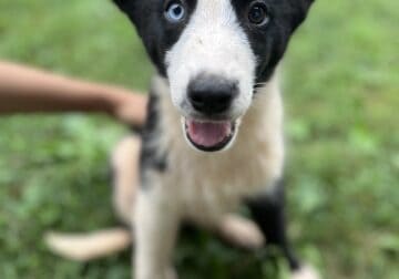 Australian Shepherd/Siberian Husky Puppies