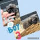 Shih Tzu Puppies
