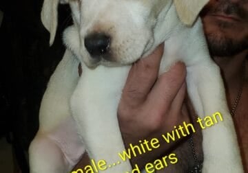Pit puppies