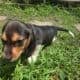 Shortlegged male beagle puppies