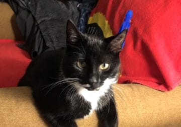 Domestic Short-Haired Tuxedo Kitty 1 Yr Old