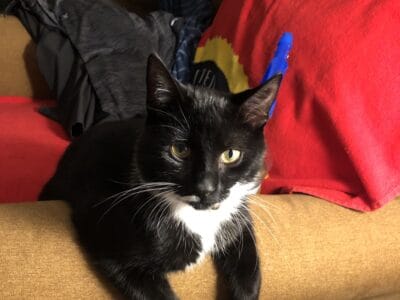 Domestic Short-Haired Tuxedo Kitty 1 Yr Old