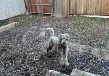 Almost 2 year old male Double Doodle needs a home