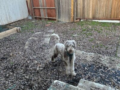 Almost 2 year old male Double Doodle needs a home