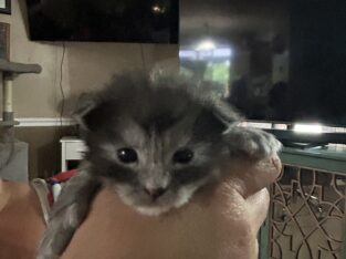 All Polydactyl Maine Coon Litter