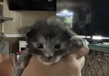 All Polydactyl Maine Coon Litter