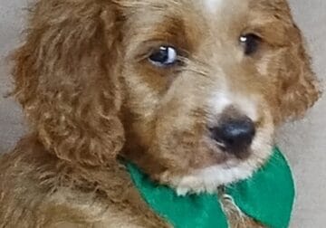 Apricot & White Mini Bernedoodle F1b Male