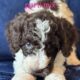 Standard Poodle Pups (available July26)