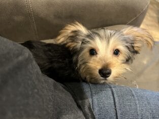 CKC Yorkie male puppies