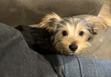 CKC Yorkie male puppies