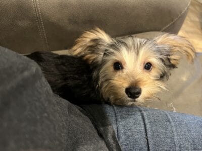 CKC Yorkie male puppies