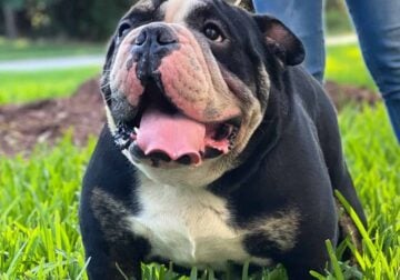 English Bulldog Adult Male