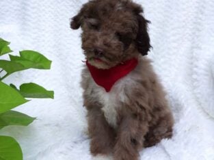 Benji