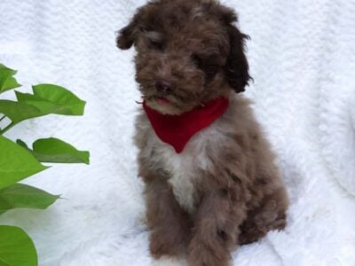 Benji