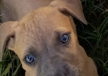 Blue buckskin pups