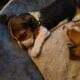 Litter of 8 basset hounds