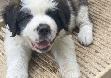 St. Bernard Puppies