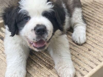 St. Bernard Puppies
