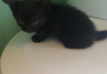 Selling kittens