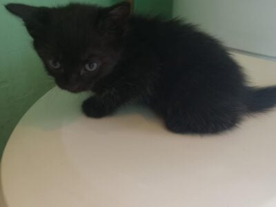 Selling kittens