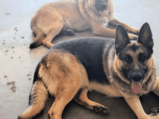 German Shepherd Mix Puppies