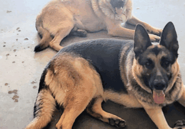 German Shepherd Mix Puppies