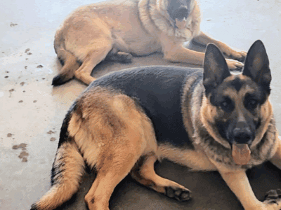 German Shepherd Mix Puppies