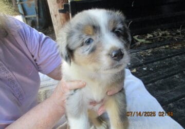 Blue merle male austrailan sheperd 2