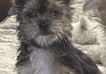 Tea cup Yorkies