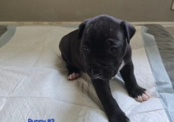 Pitbull puppies