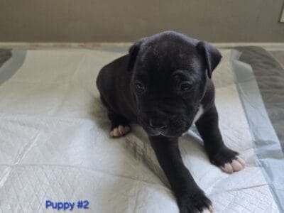 Pitbull puppies