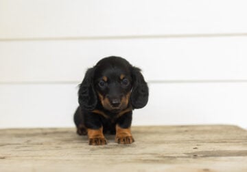 AKC mini dachshund female puppy in indiana (Remi)