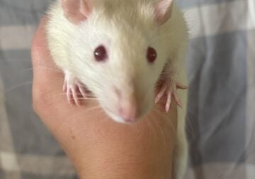Pet rats