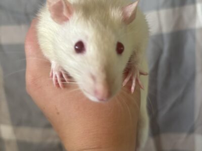 Pet rats